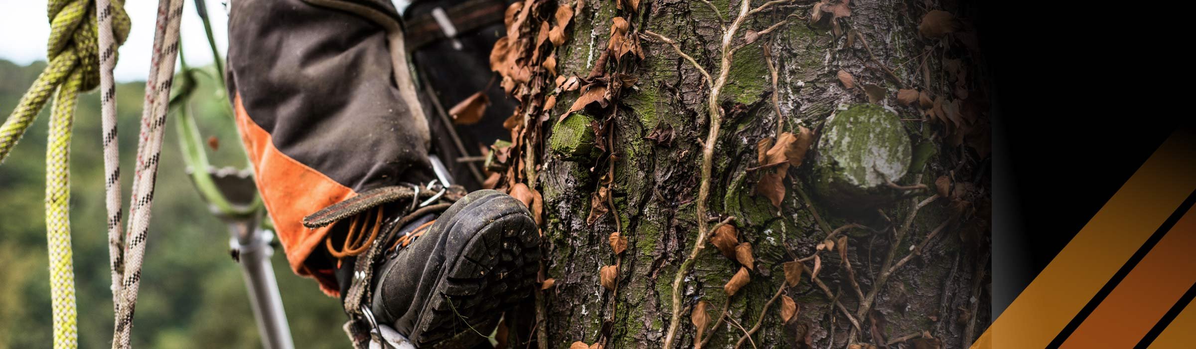 Trusted Safety Equipment for Arborists Working at Heights